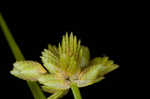 Tropical flatsedge